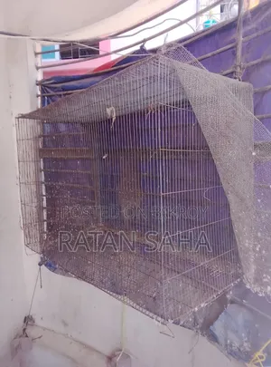 Birds Cage