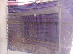 Birds Cage