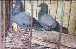 Jalali 2ta