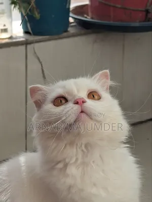 1+ year Female Purebred Scottish Fold