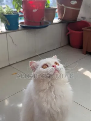 1+ year Female Purebred Scottish Fold