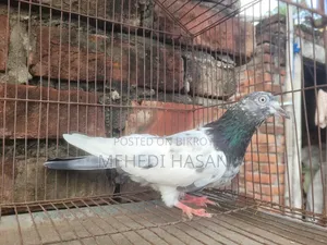 কবুতর বিক্রি