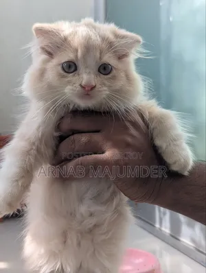 0-1 month Male Purebred Scottish Fold