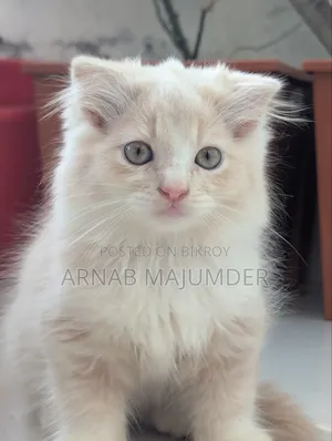 0-1 month Male Purebred Scottish Fold