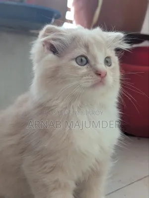 0-1 month Male Purebred Scottish Fold