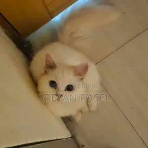 6-12 months Female Purebred Persian