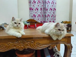 6-12 Months Male Purebred Persian