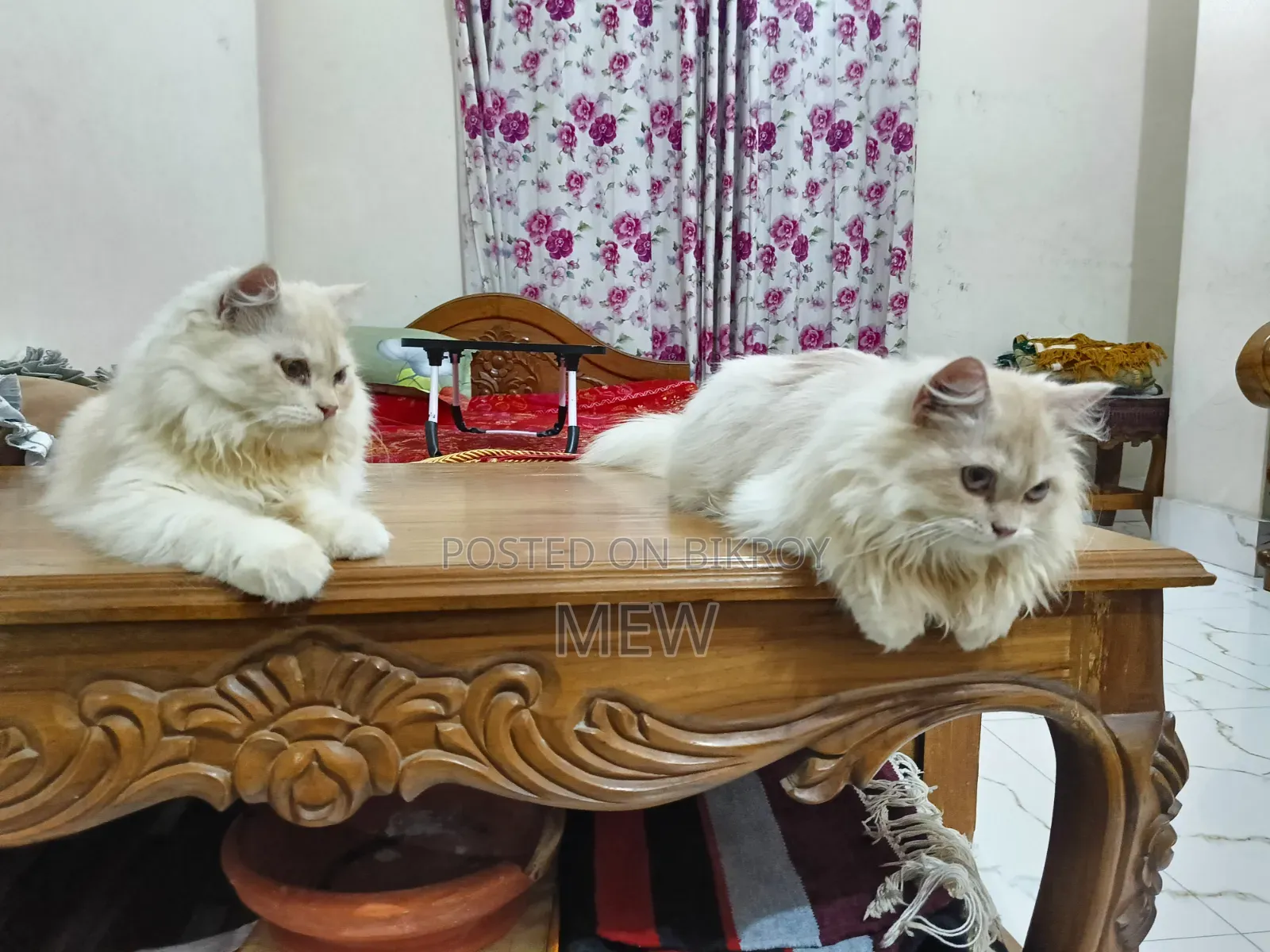 6-12 Months Male Purebred Persian