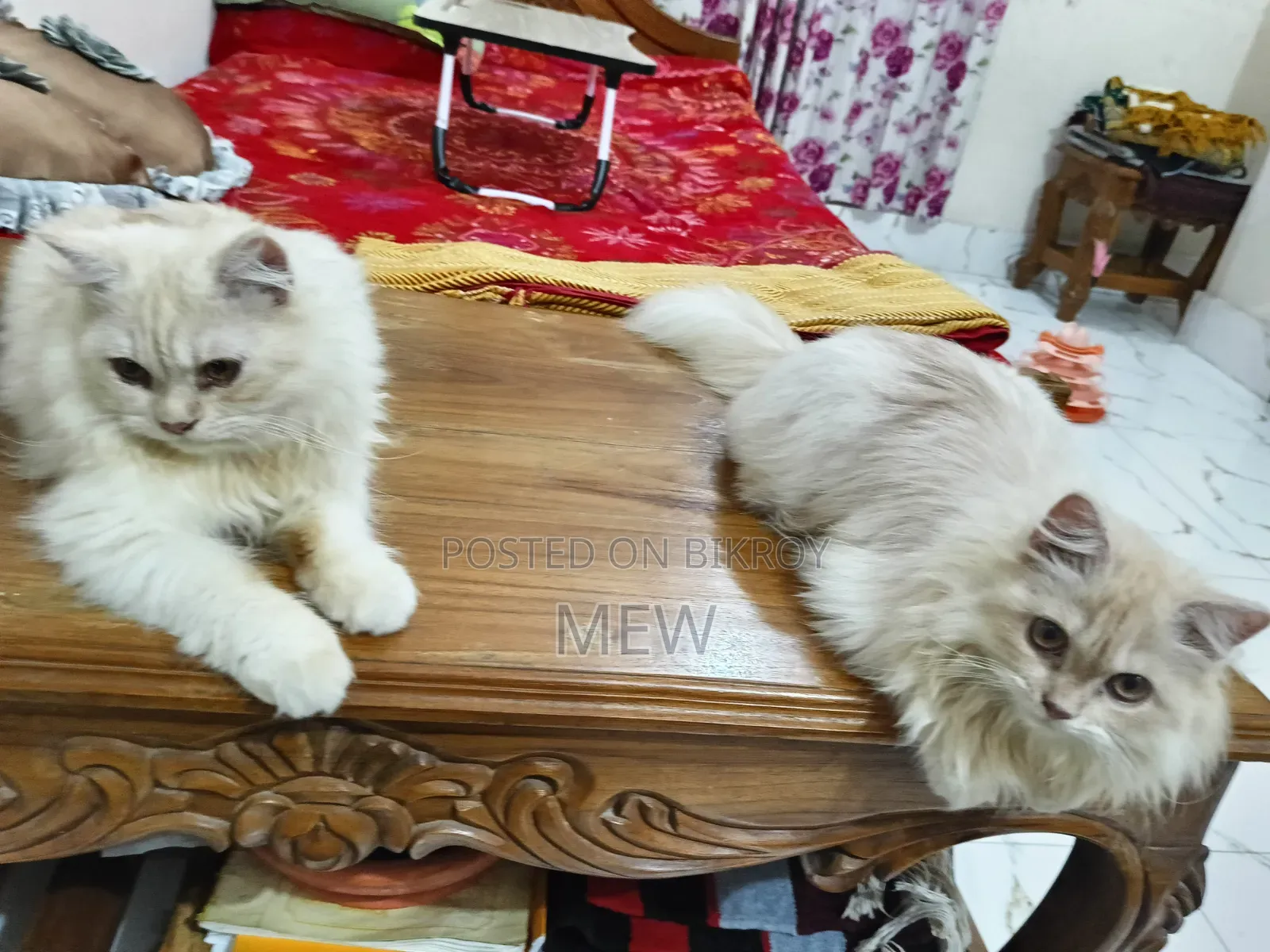 6-12 Months Male Purebred Persian