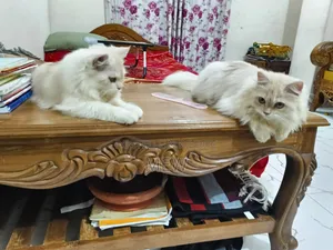 6-12 Months Male Purebred Persian