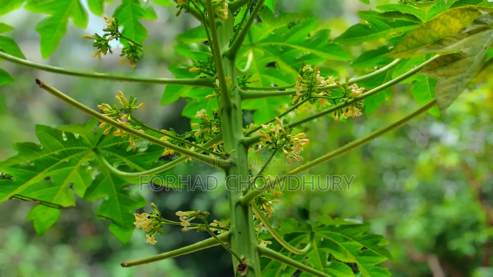 নিউ অনার ২০০ ৫১২ জিবি ব্ল্যাক