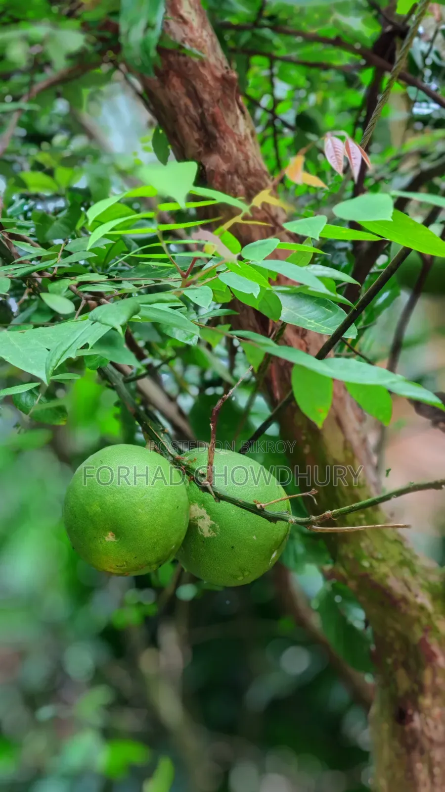 নিউ অনার ২০০ ৫১২ জিবি ব্ল্যাক