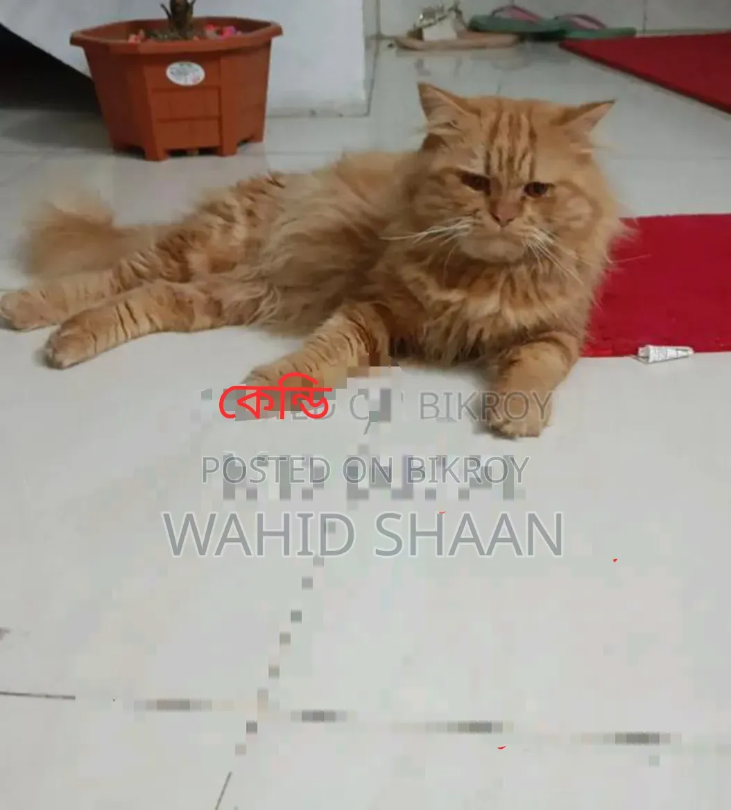 1+ year Male Purebred Persian