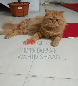 1+ year Male Purebred Persian