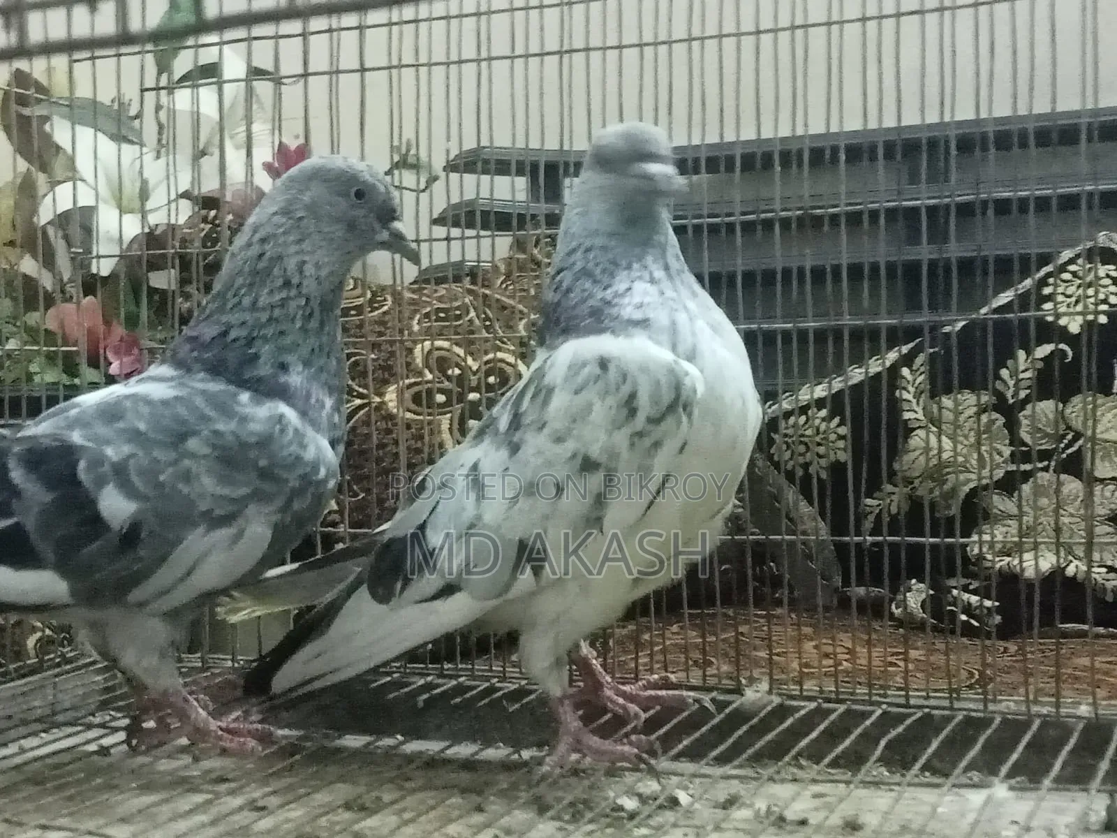 Silver Running Jora