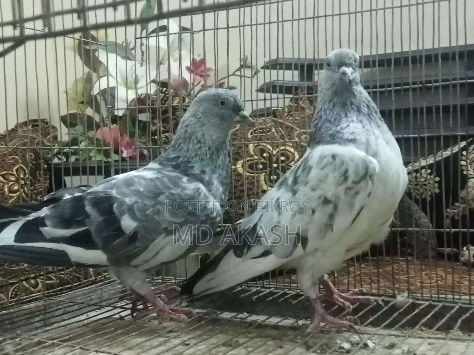 Silver Running Jora