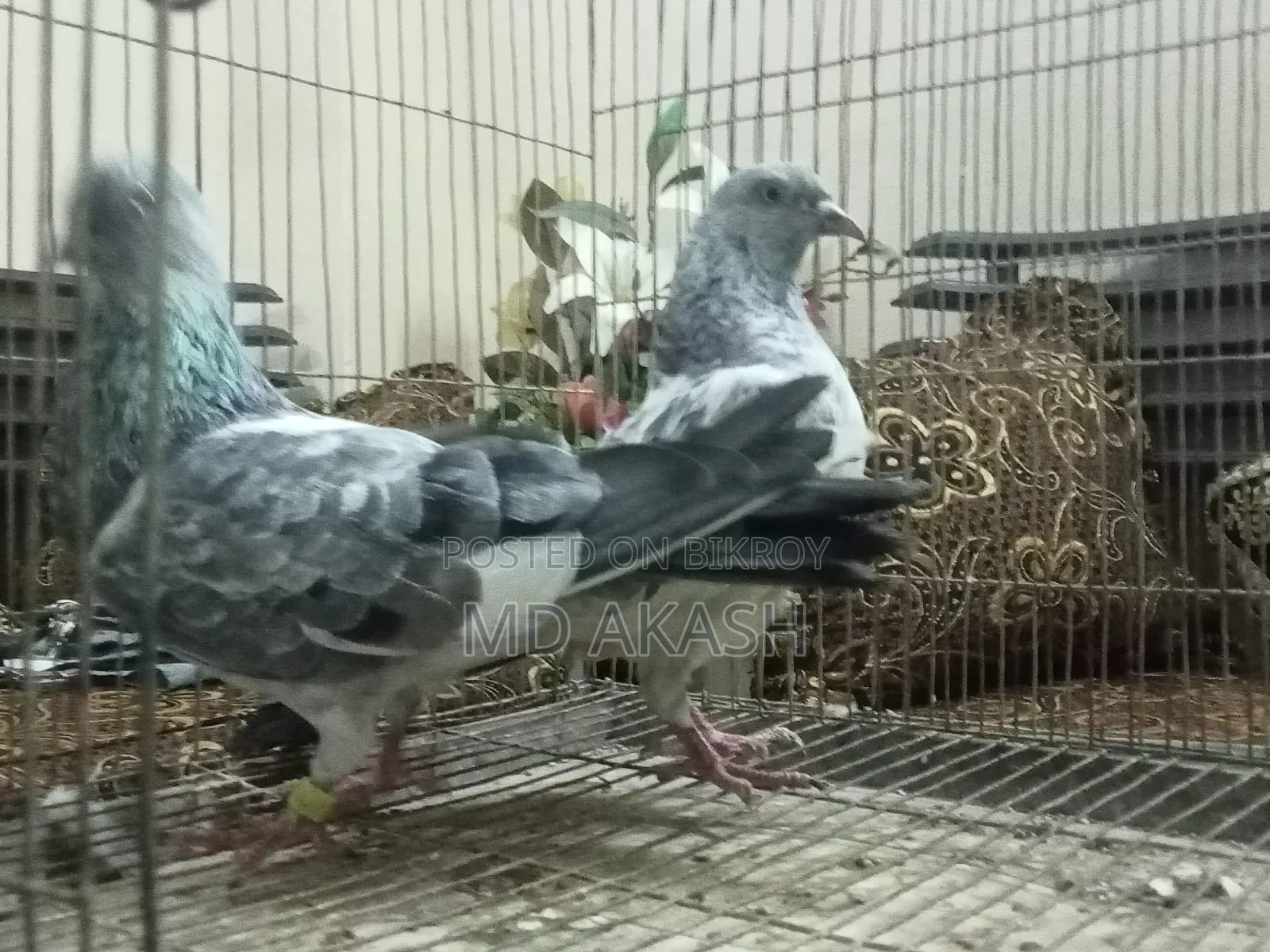 Silver Running Jora