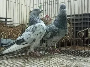 Silver Running Jora