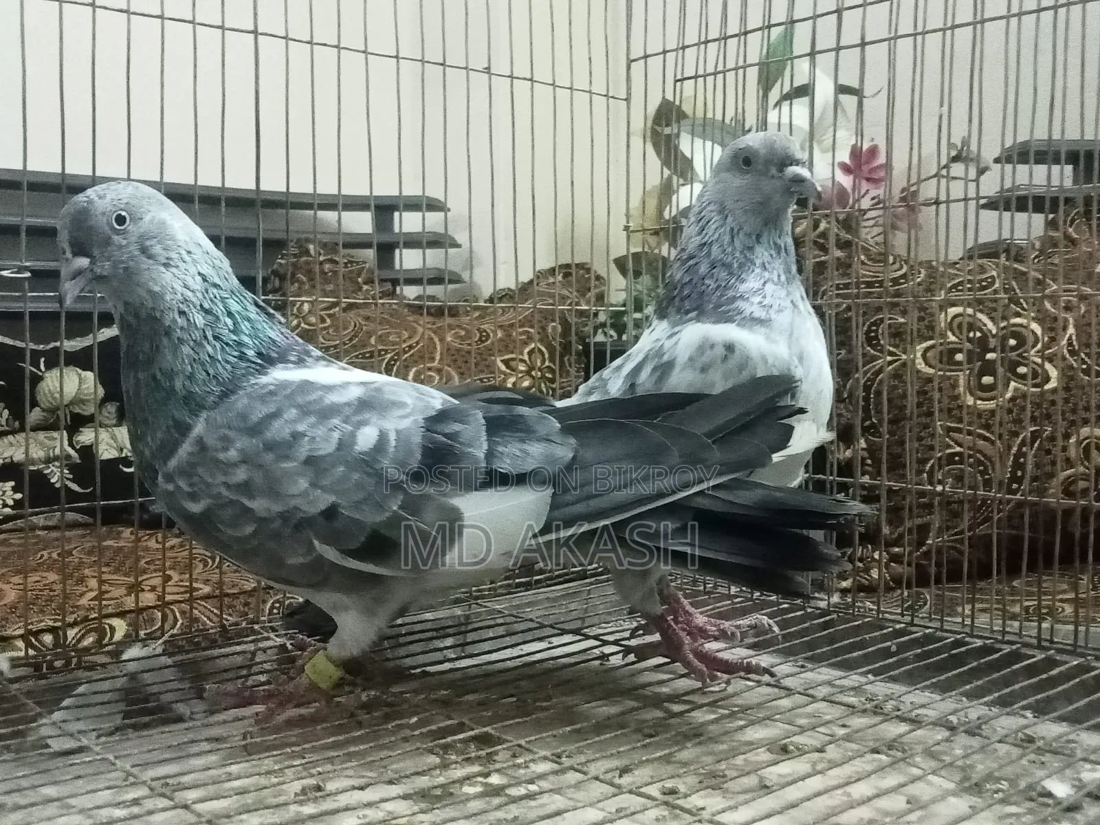 Silver Running Jora