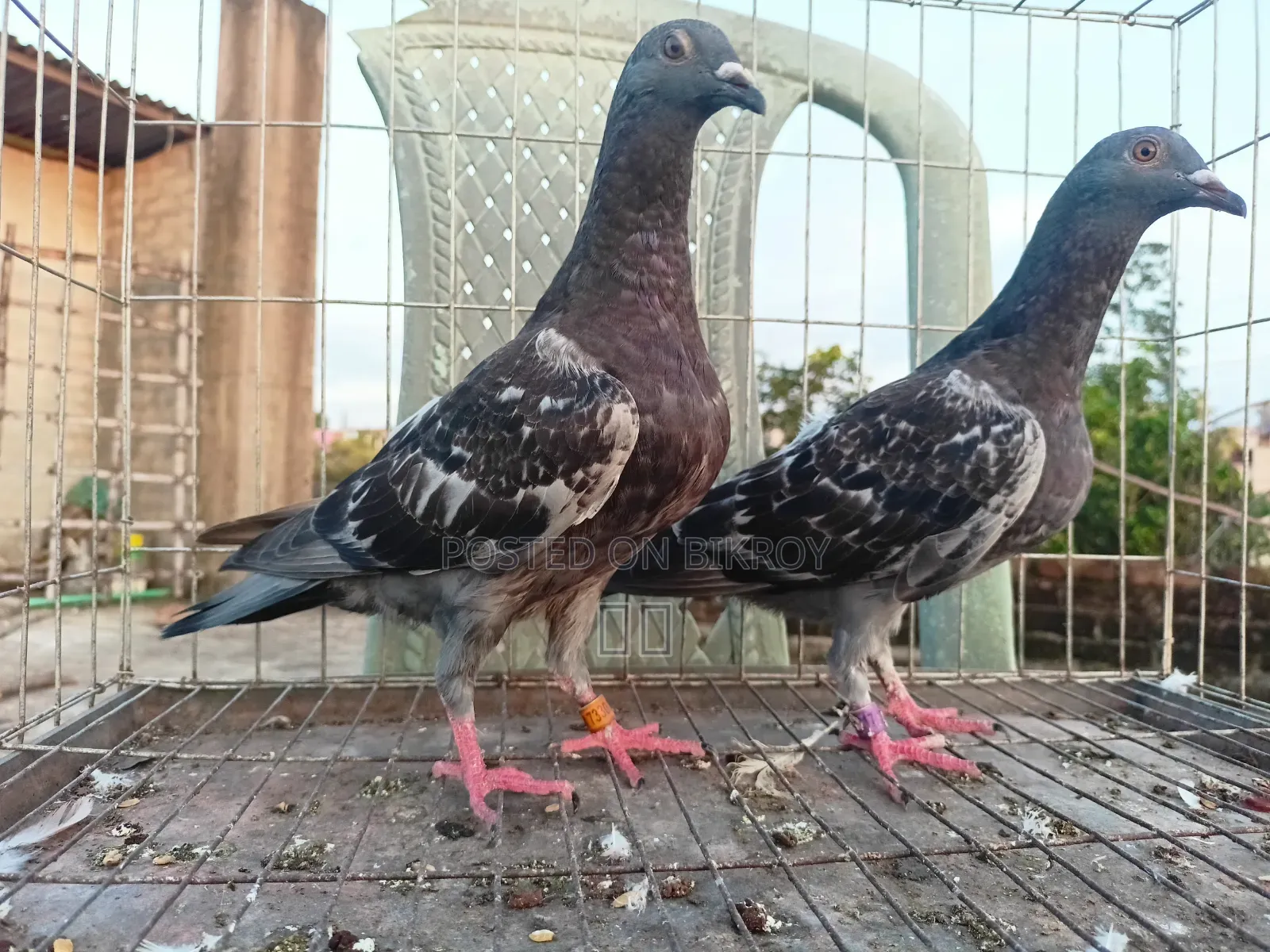 রেসার কবুতর ও গোল্লা মাদি