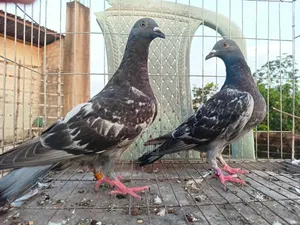 রেসার কবুতর ও গোল্লা মাদি