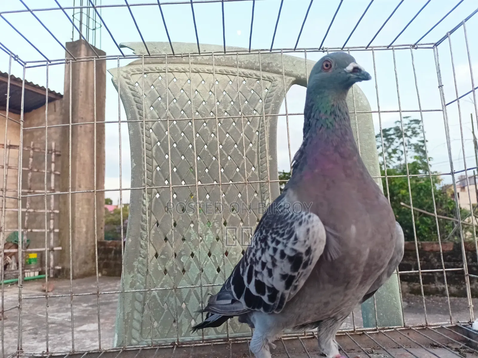 রেসার কবুতর ও গোল্লা মাদি