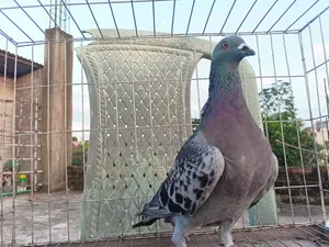 রেসার কবুতর ও গোল্লা মাদি