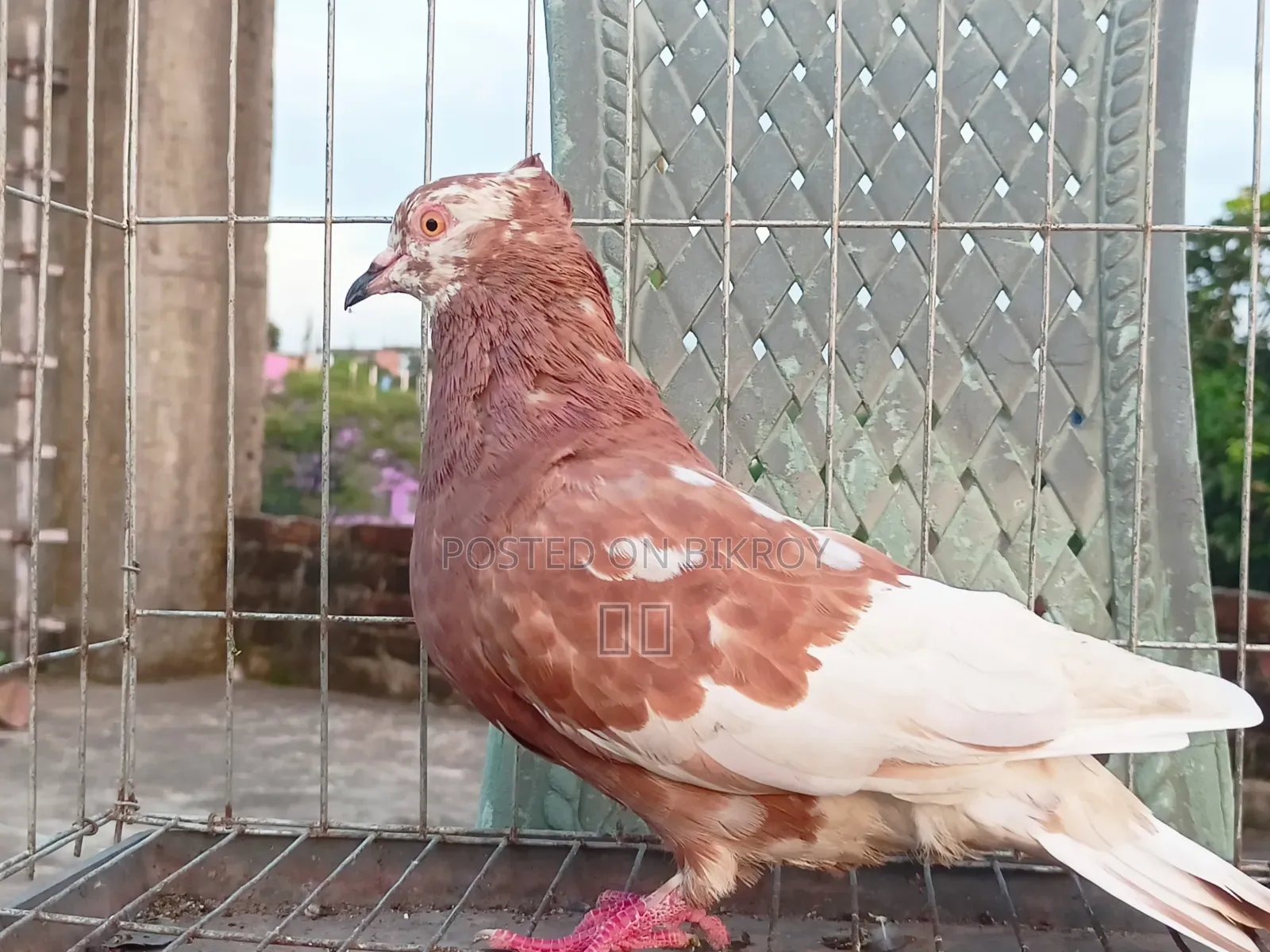 রেসার কবুতর ও গোল্লা মাদি