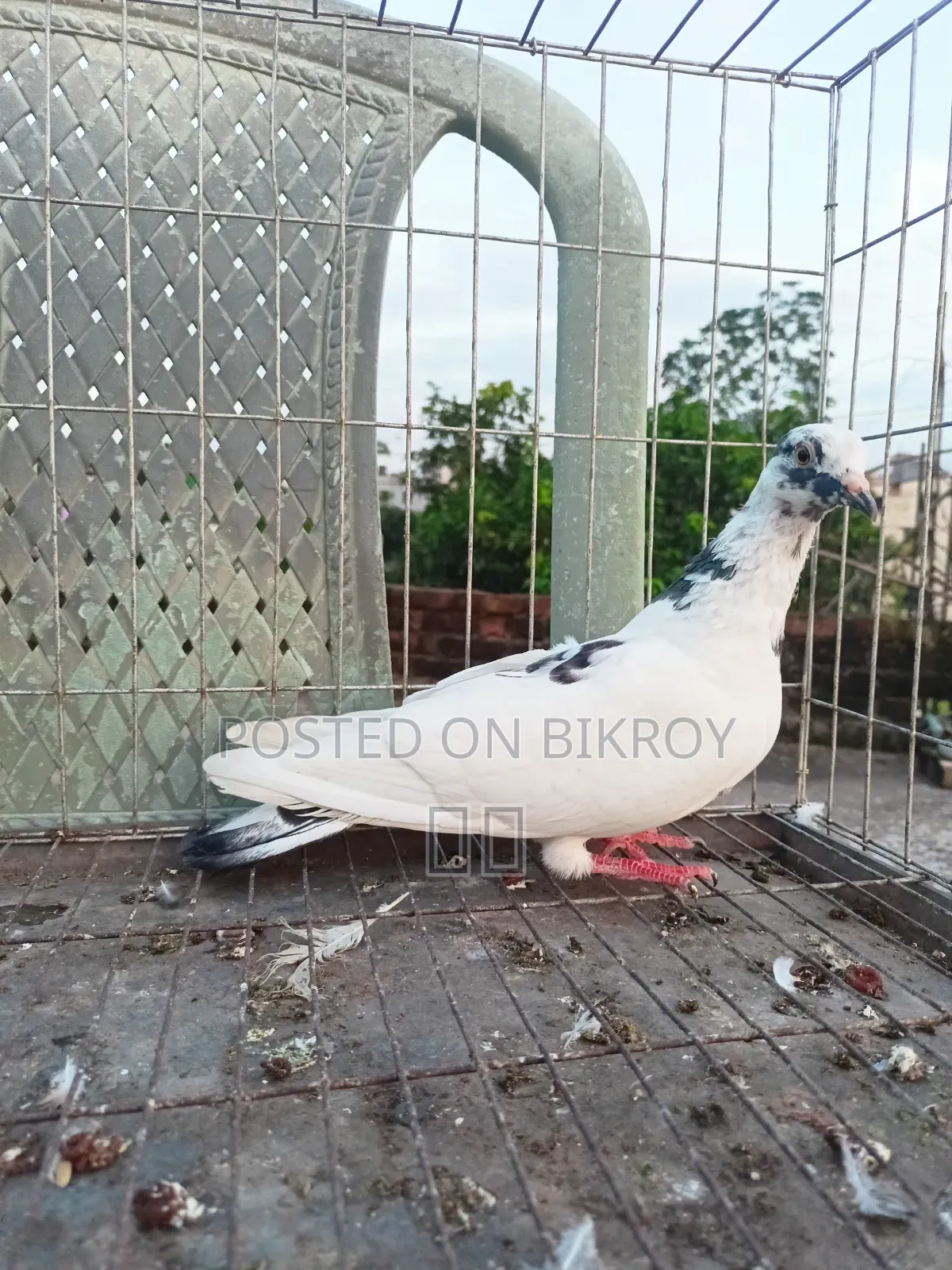 রেসার কবুতর ও গোল্লা মাদি