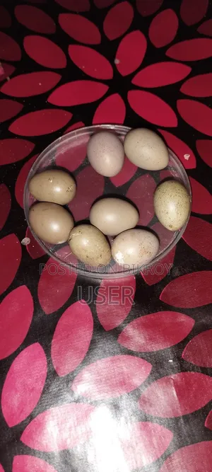King Quail Hatching Eggs
