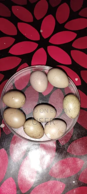 King Quail Hatching Eggs