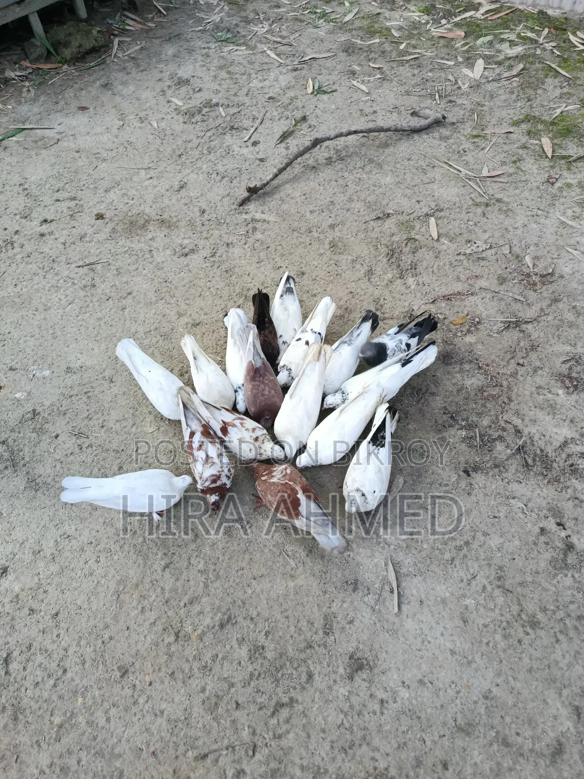 কবুতর বিক্রি হবে