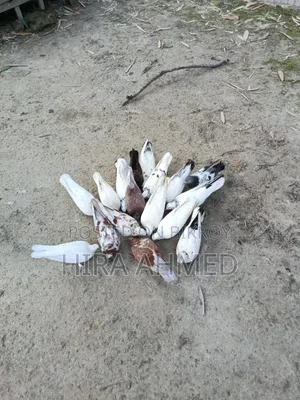 কবুতর বিক্রি হবে
