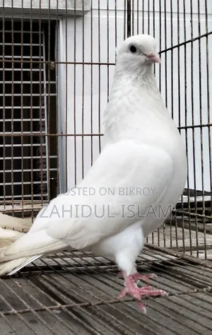 ২ টি রানিং মেইল
