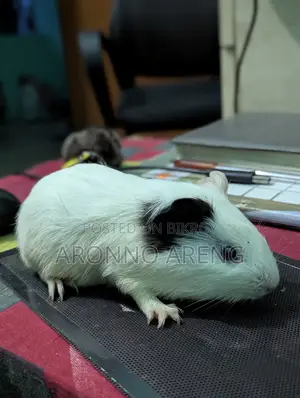 গিনিপিগ
