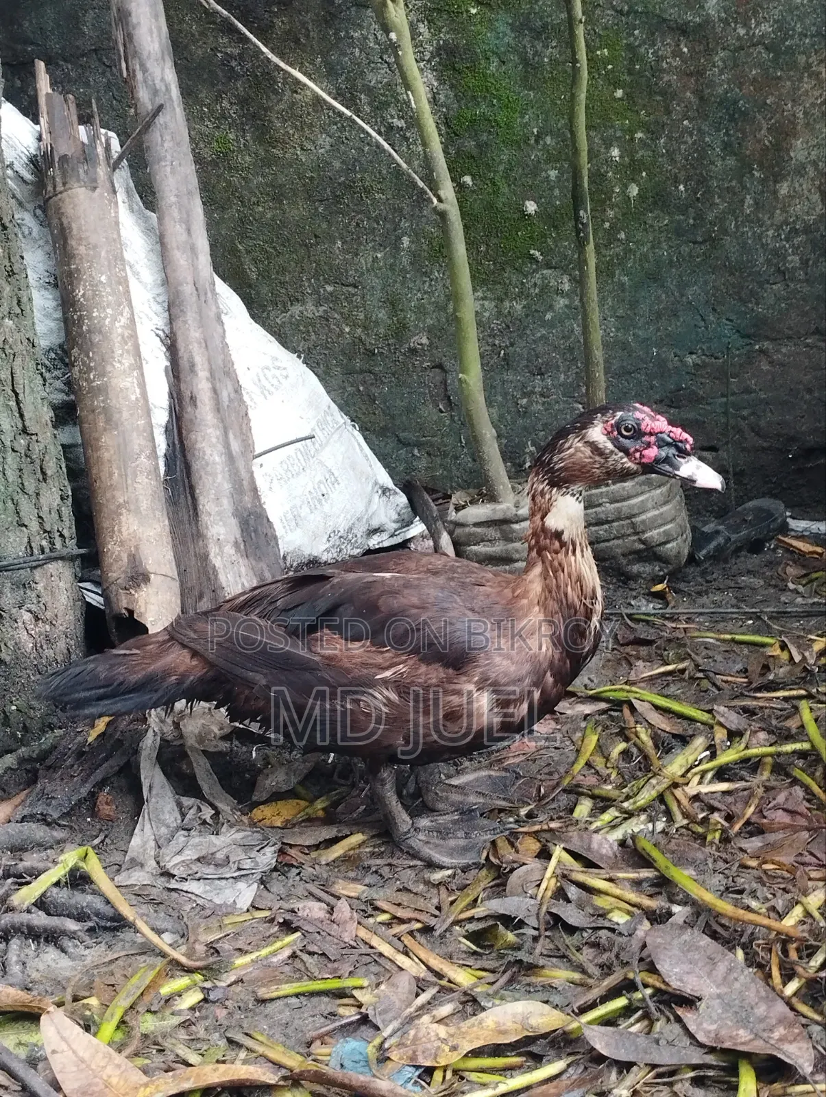Two Muscovy Ducks for Sale