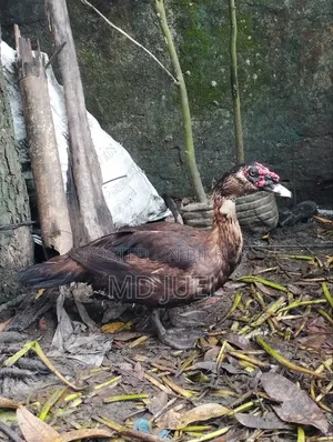 Two Muscovy Ducks for Sale