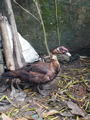 Two Muscovy Ducks for Sale