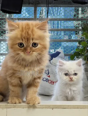 1-3 months Male Purebred Persian