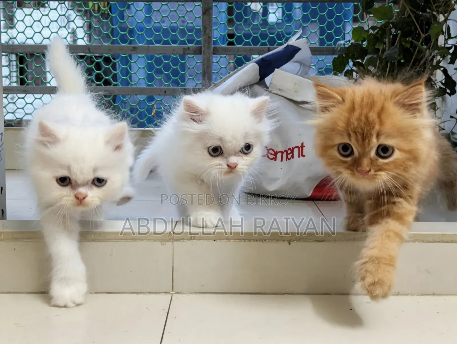 1-3 months Male Purebred Persian