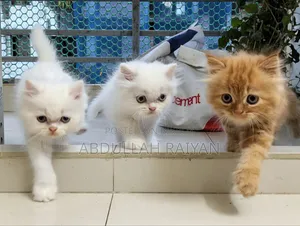 1-3 months Male Purebred Persian