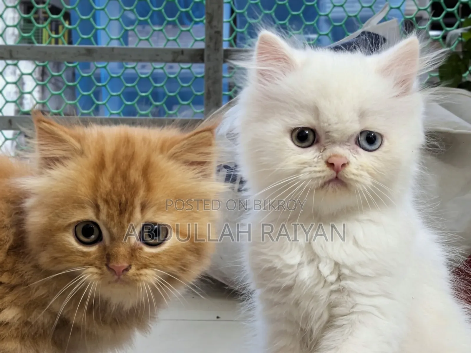 1-3 months Male Purebred Persian