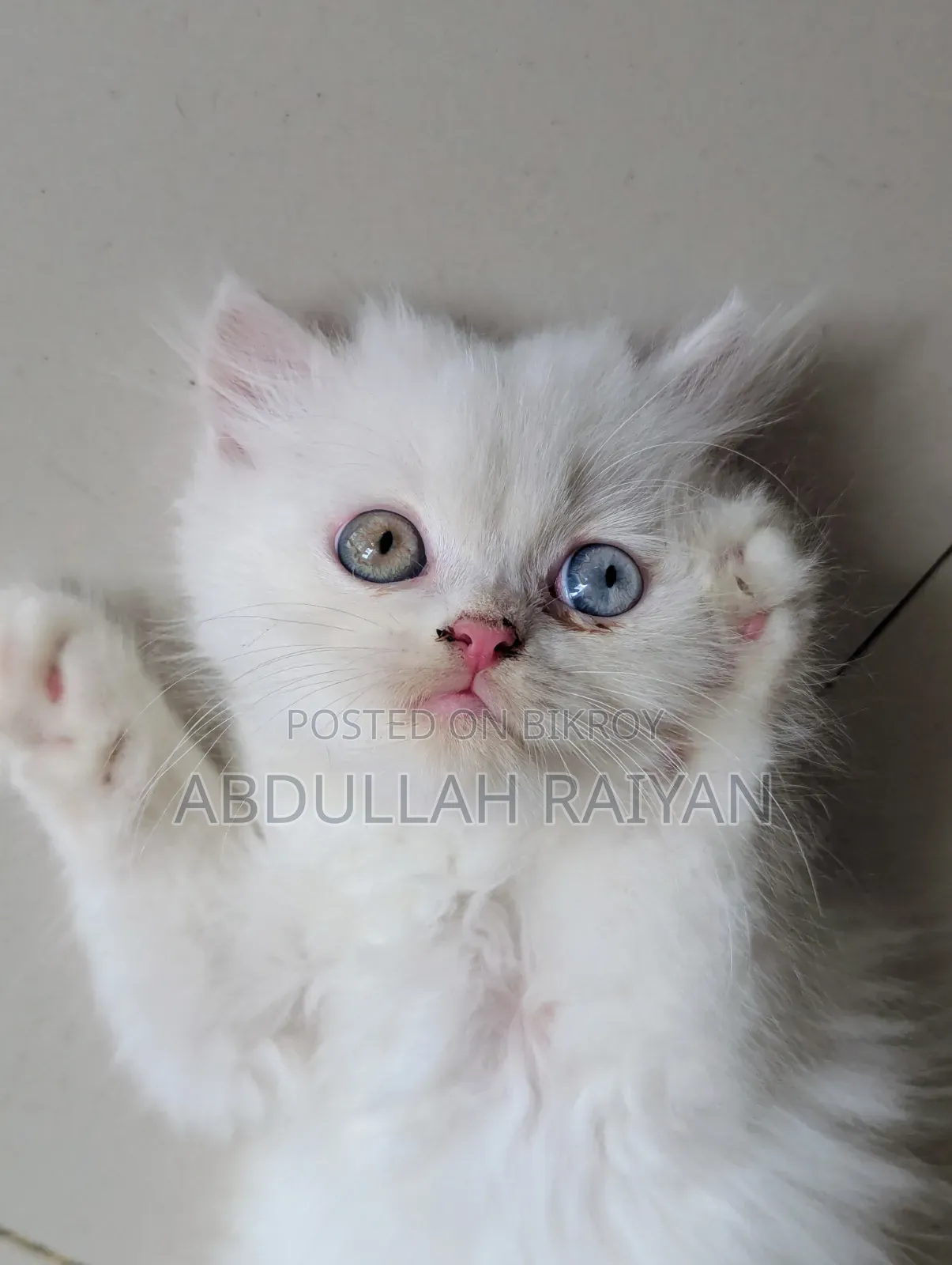 1-3 months Male Purebred Persian