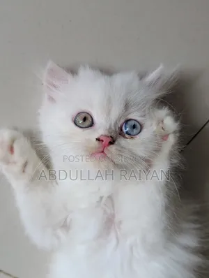 1-3 months Male Purebred Persian