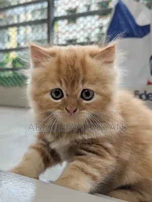 1-3 months Male Purebred Persian
