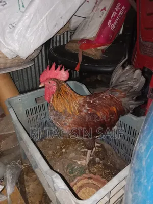 Perfect Rooster for Rearing and Breeding