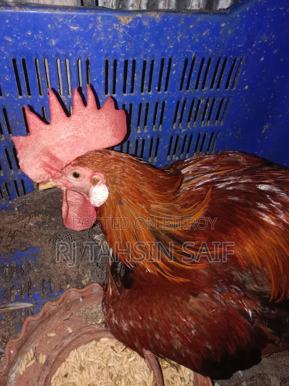 Perfect Rooster for Rearing and Breeding