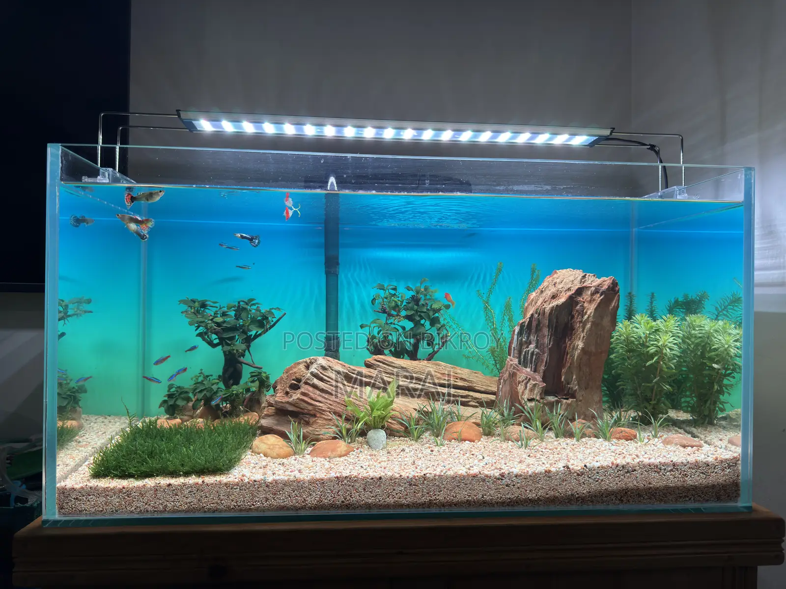 Planted Aquarium Full Setup 30 Inches-15/15
