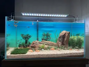 Planted Aquarium Full Setup 30 Inches-15/15