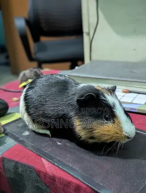 Guinea Pig